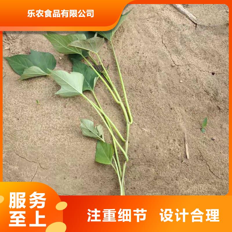 紫薯苗（绫紫）种植厂家