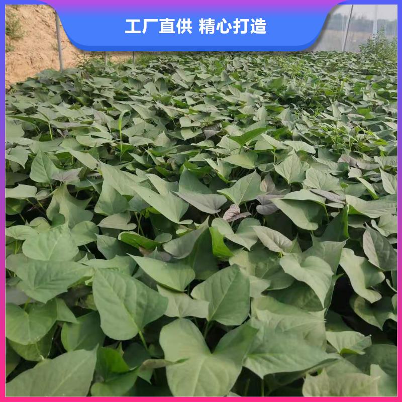 紫甘薯苗批发销售