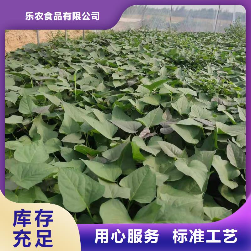 东风8号紫薯苗成活率高