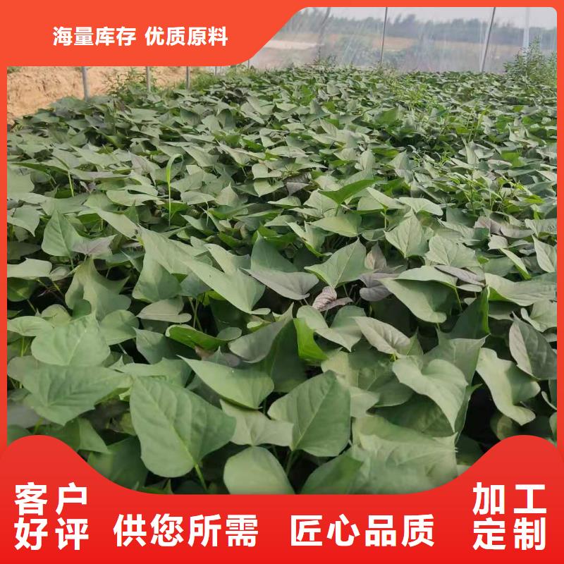 脱毒紫薯苗种植厂家