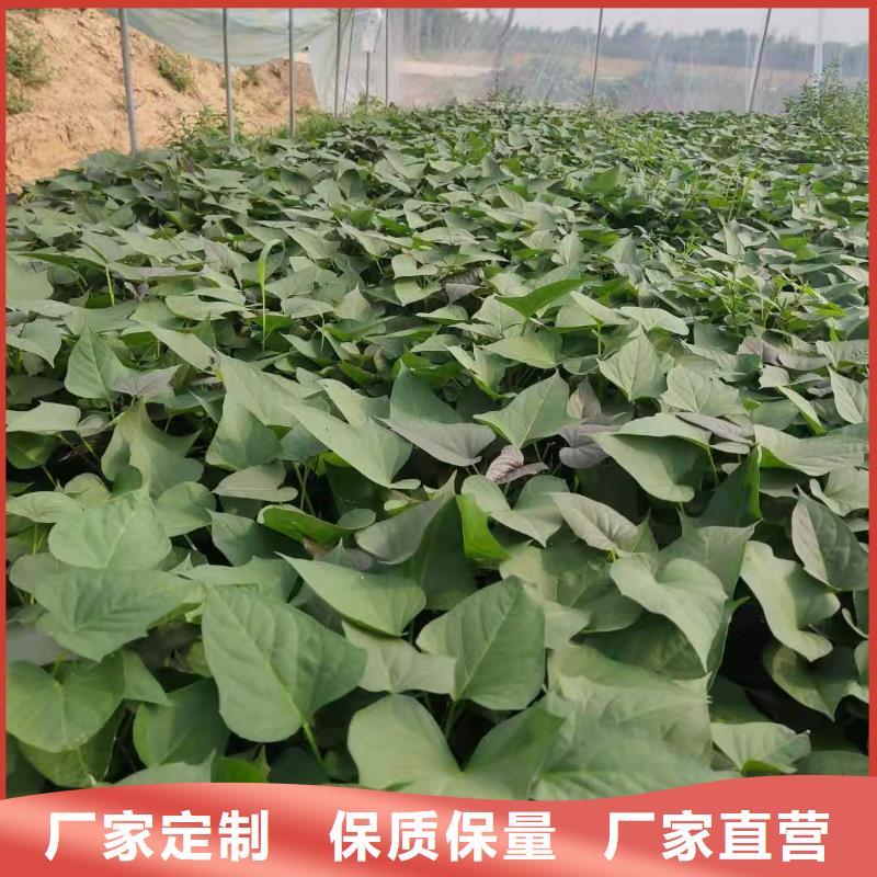 紫薯苗,紫薯粉厂家当日价格