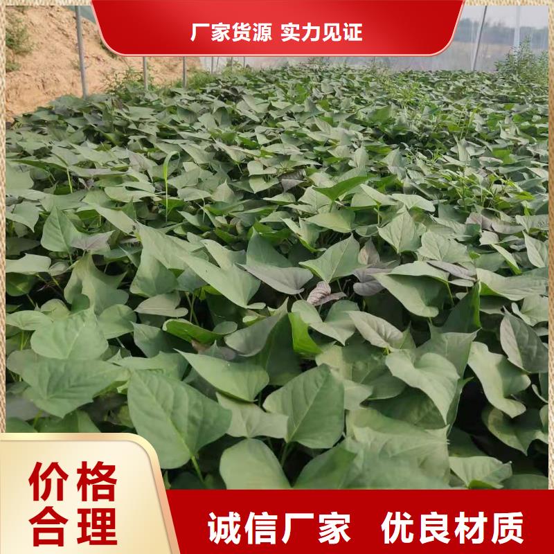 紫地瓜苗子多少钱一棵