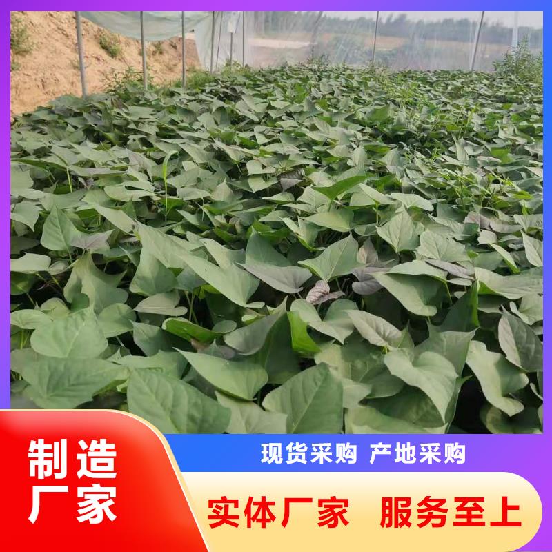 紫地瓜苗报价