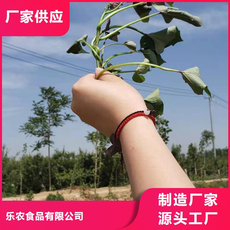 紫甘薯苗批发
