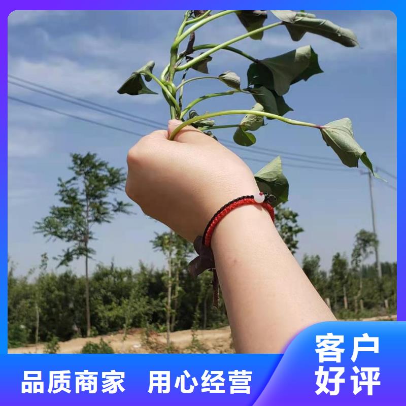 绫紫薯苗基地直销