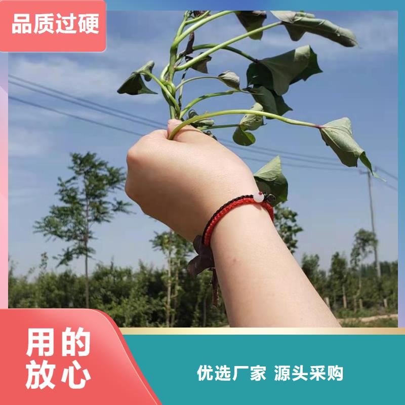 紫薯苗（济黑2号）多少钱一棵