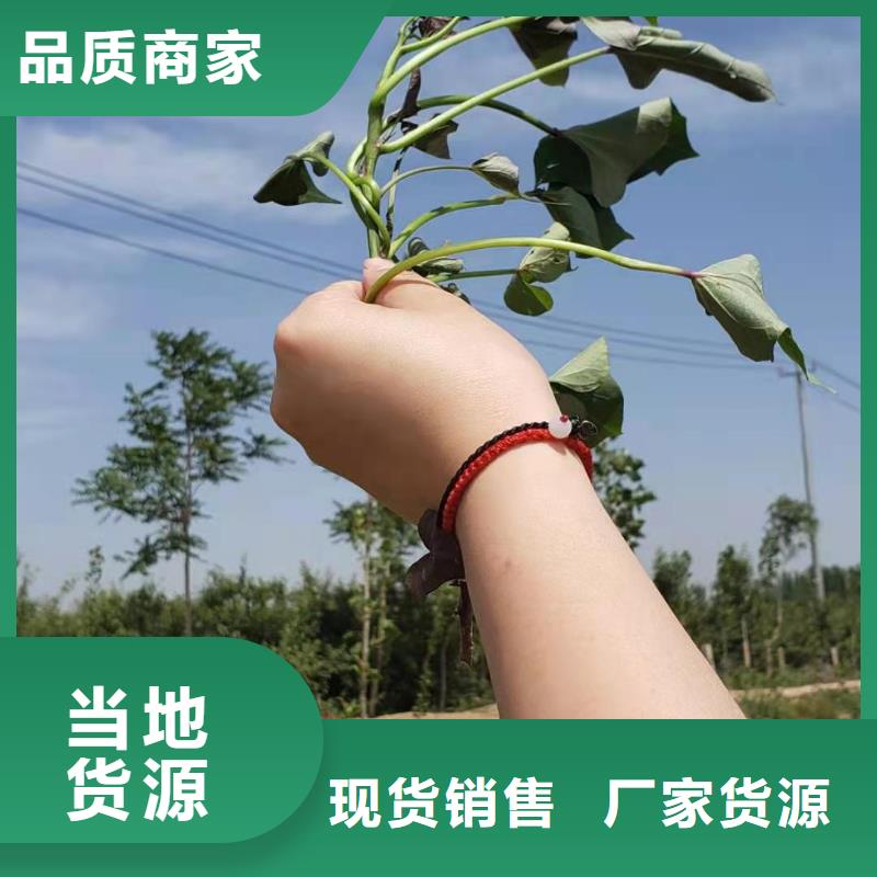 紫薯苗子批发