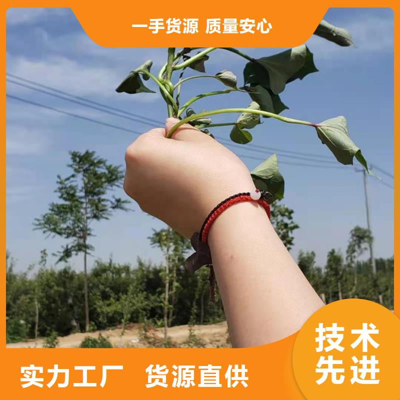 紫薯苗子多少钱一棵