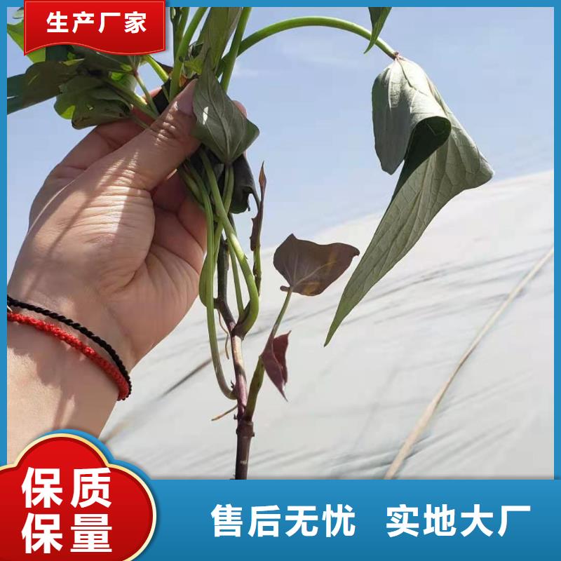 紫薯苗,紫薯粉厂家当日价格
