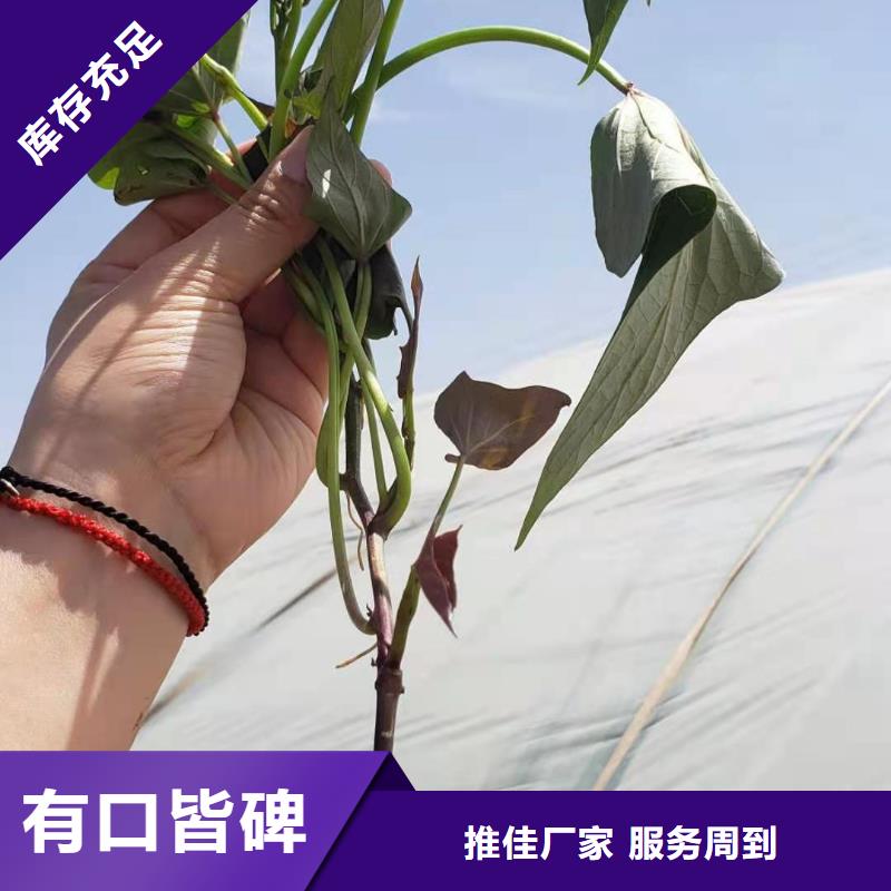 紫薯苗,南瓜粉专注细节使用放心