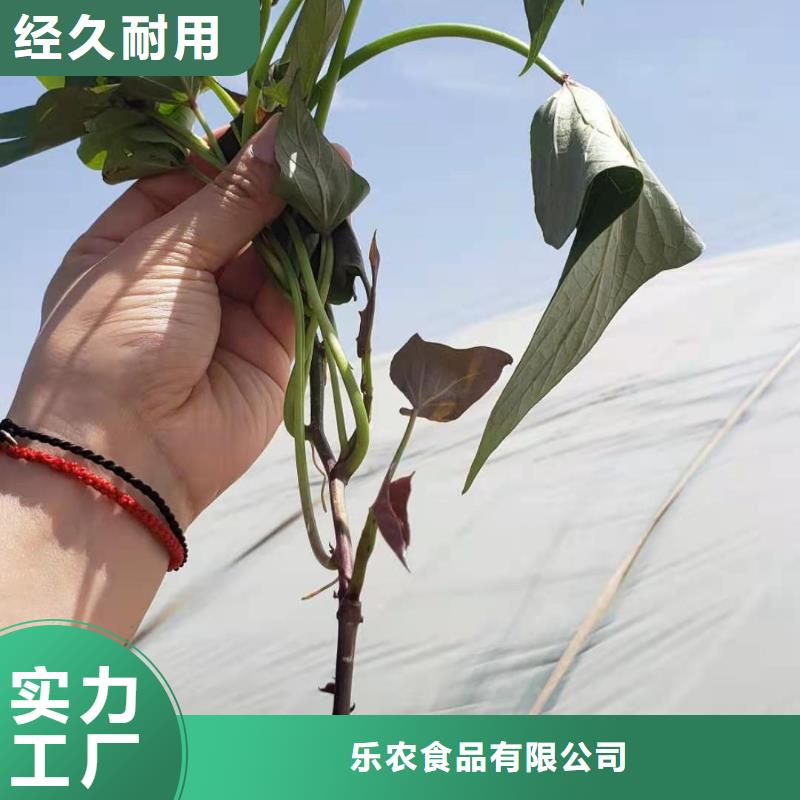 紫罗兰紫薯苗品种介绍