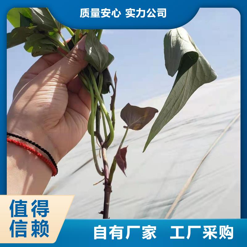 鲜食型紫薯苗源头厂家