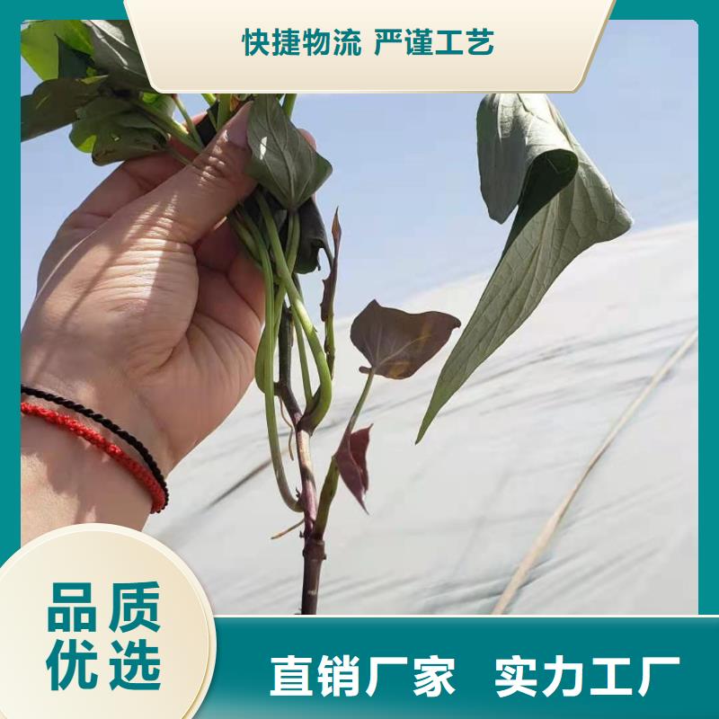 紫薯种子怎么培育