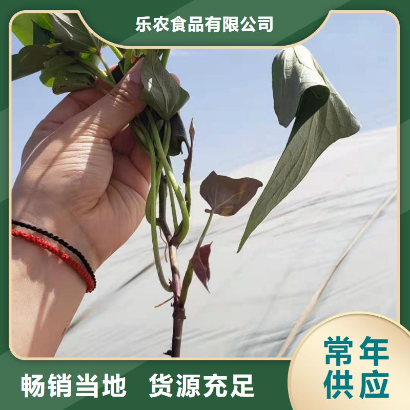 紫地瓜苗2025新苗上市