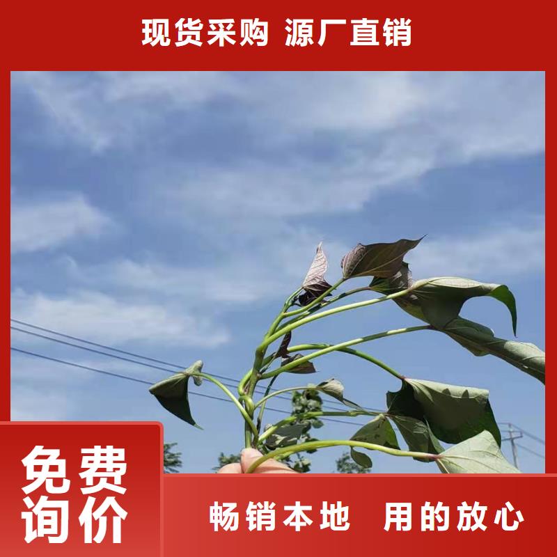 鲜食型紫薯苗报价
