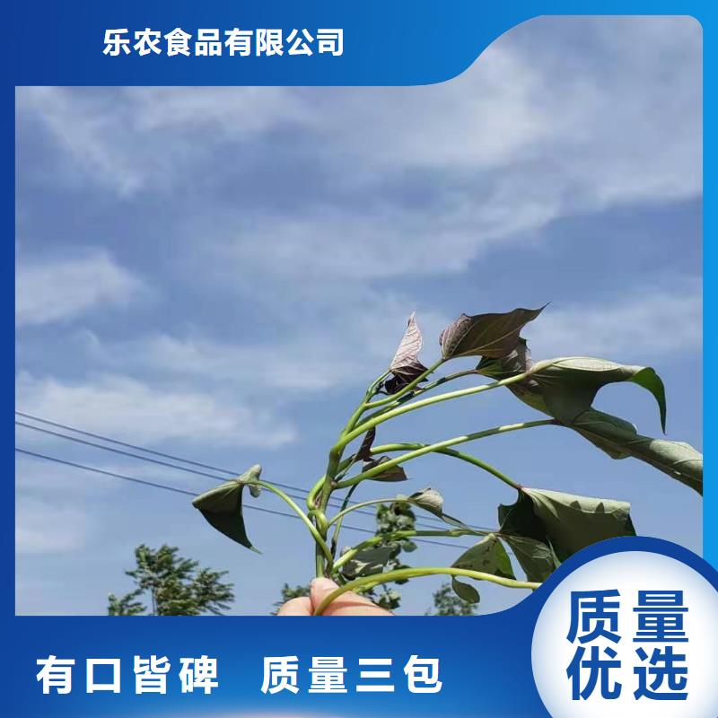 紫薯苗（绫紫）种植厂家