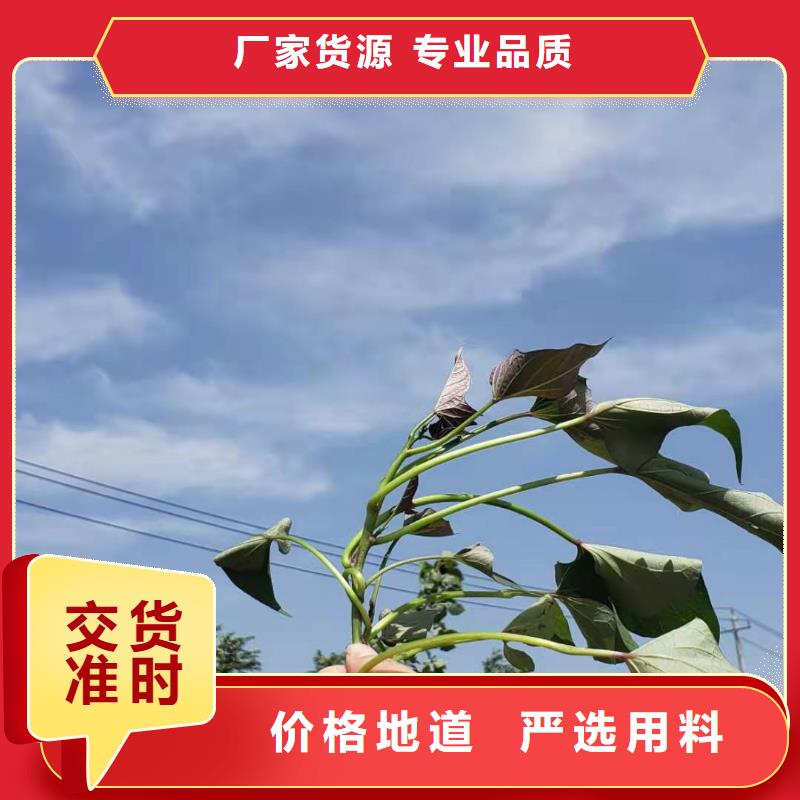 红薯苗（西瓜红）市场报价