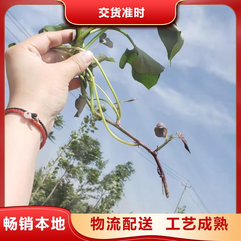 高产红薯苗（预售中）多年育苗经验