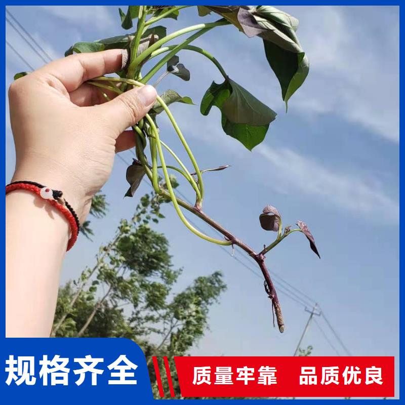 紫地瓜苗电话