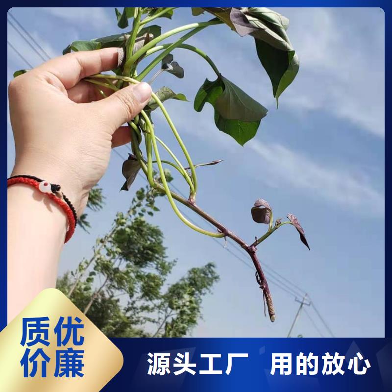 紫地瓜苗报价