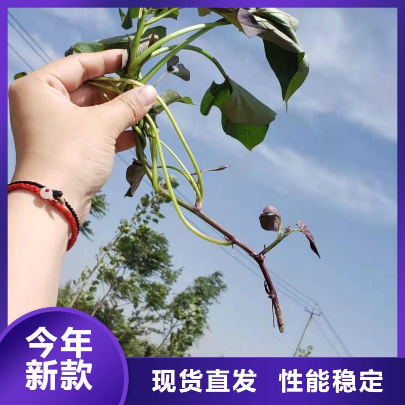 紫地瓜苗2025新苗上市