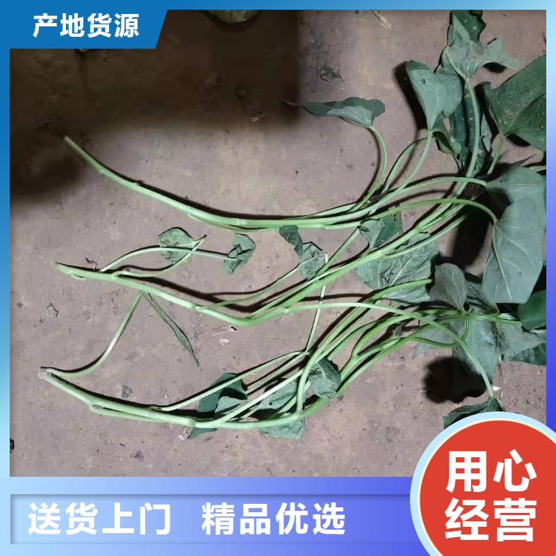 紫薯苗（济黑2号）源头厂家