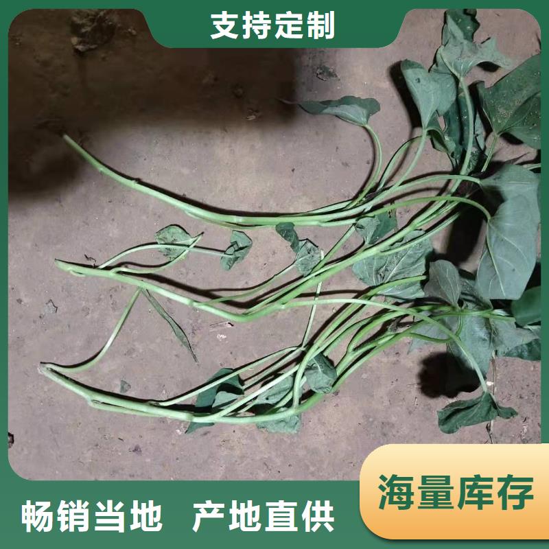 紫地瓜苗厂家价格是多少