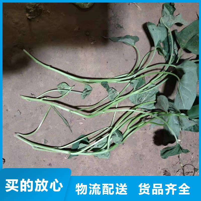 紫薯苗羽衣甘蓝粉品类齐全