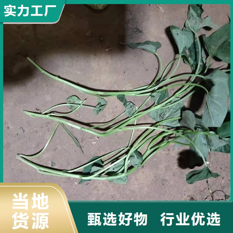 紫地瓜苗报价