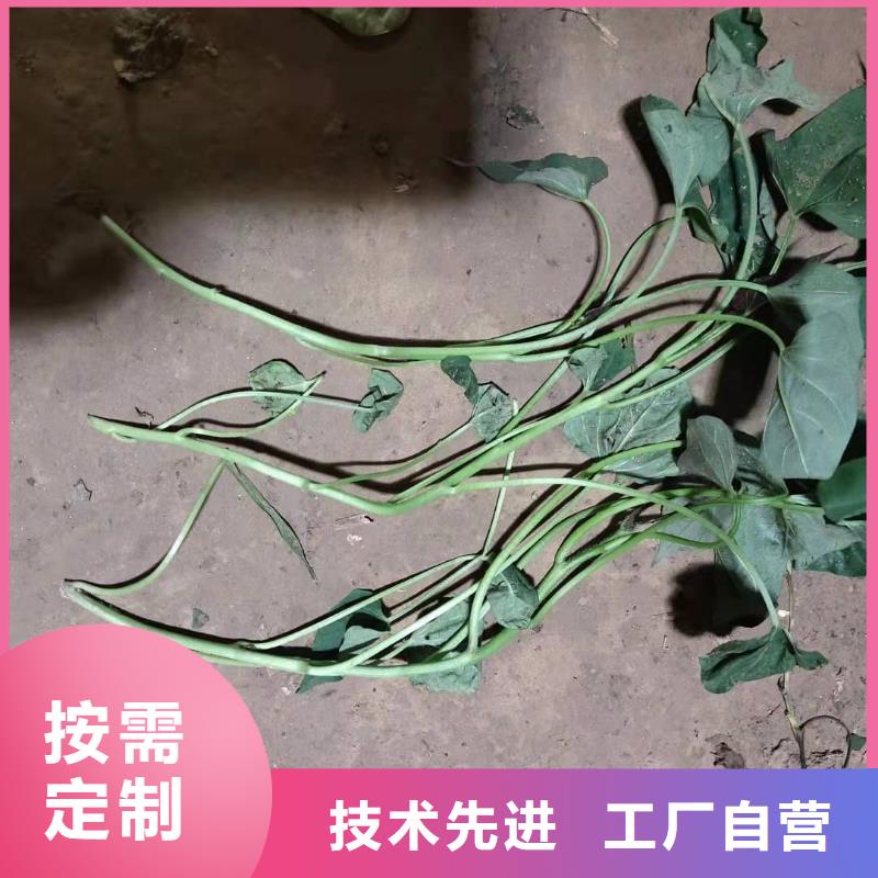 鲜食型紫薯苗厂家价格是多少
