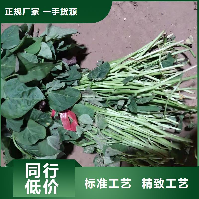 紫地瓜苗子2025新苗上市