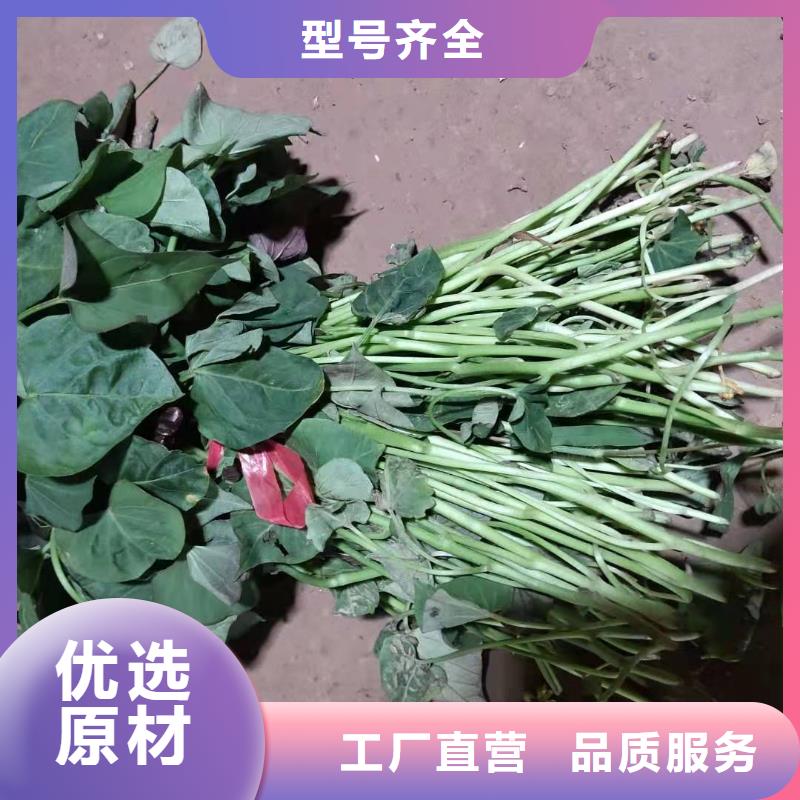 紫地瓜苗怎么培育
