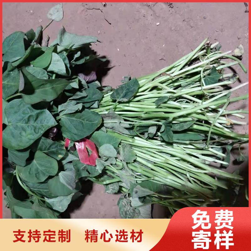 红薯苗（西瓜红）多少钱