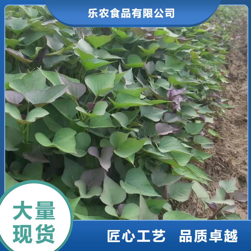 紫地瓜苗子多少钱一棵