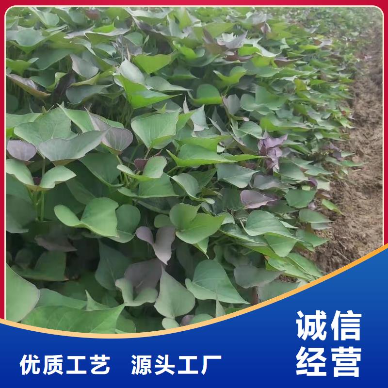 紫薯种子怎么培育
