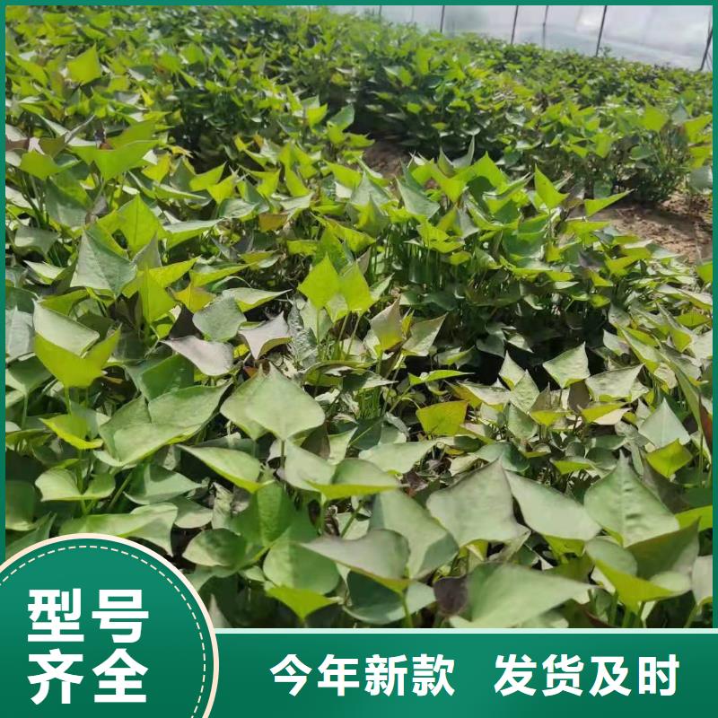 紫薯苗（济黑2号上市）火爆销售