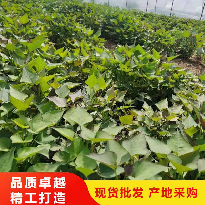 紫薯种子怎么培育