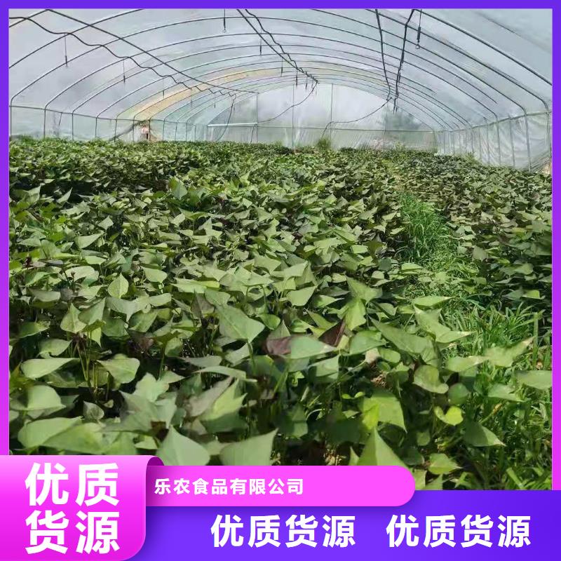 紫薯苗子多少钱一棵