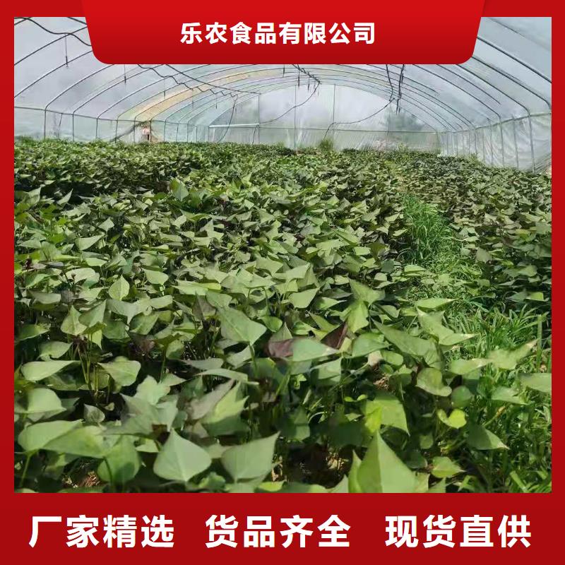 鲜食型紫薯苗厂家