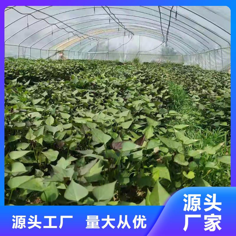 紫薯苗子销售