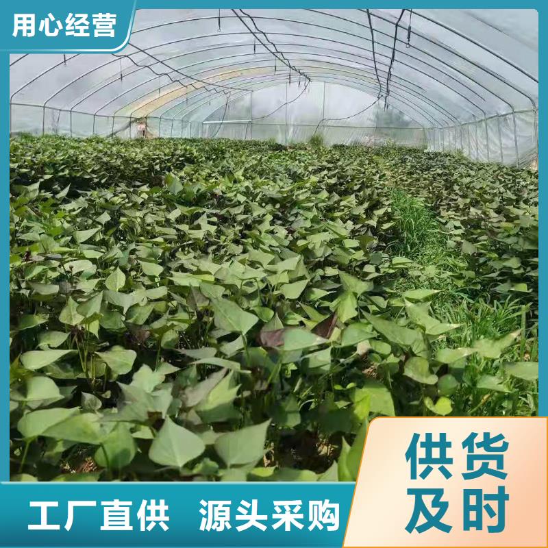 高产红薯苗（预售中）多年育苗经验