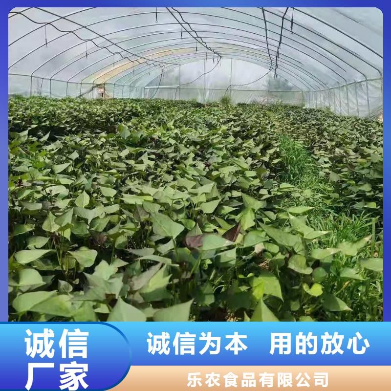 鲜食型紫薯苗批发