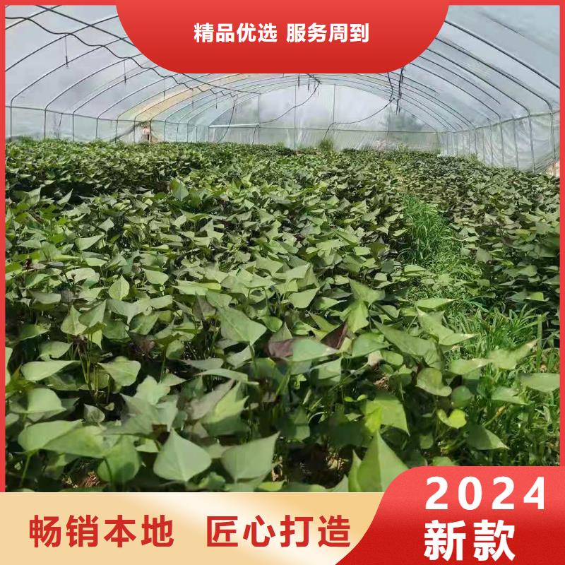 紫罗兰紫薯苗品种介绍