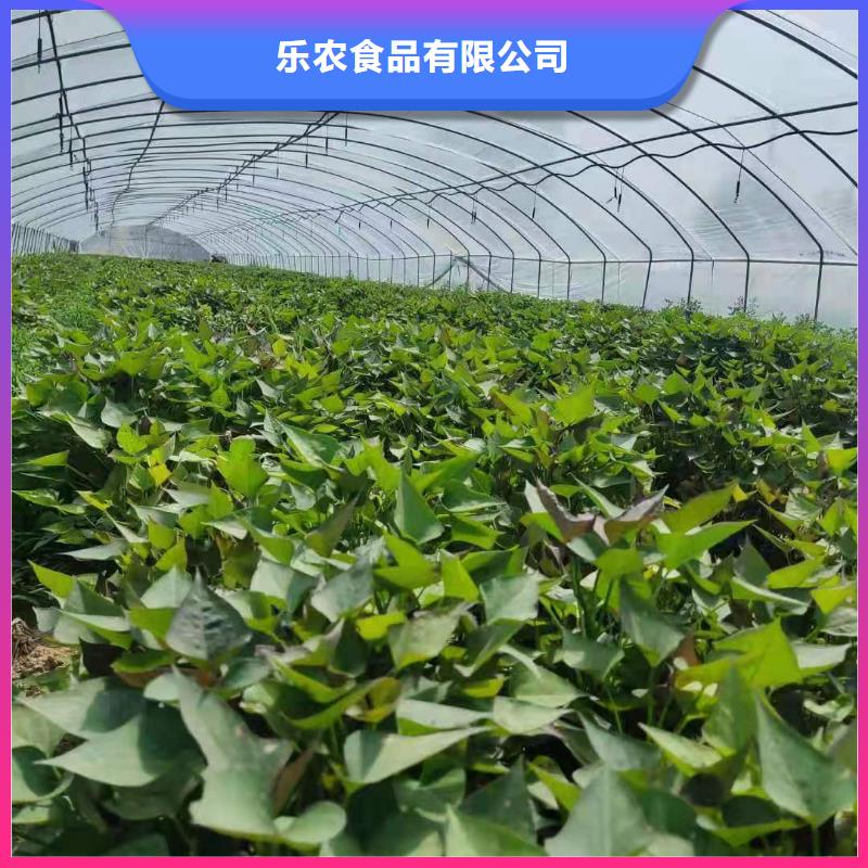 紫薯苗（绫紫）种植基地