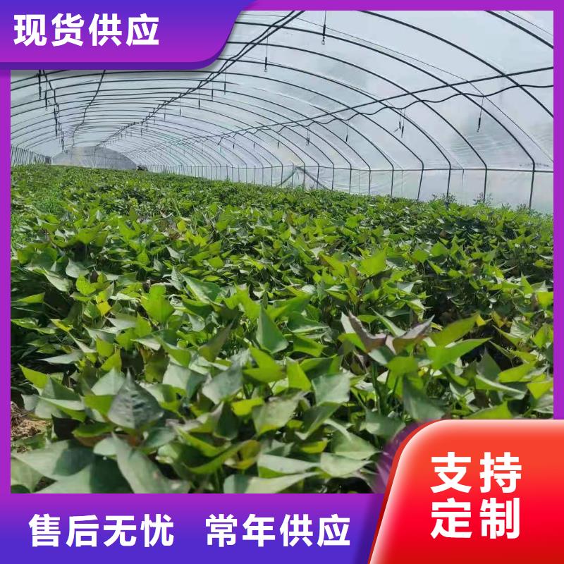 济黑1号紫薯苗价格优惠
