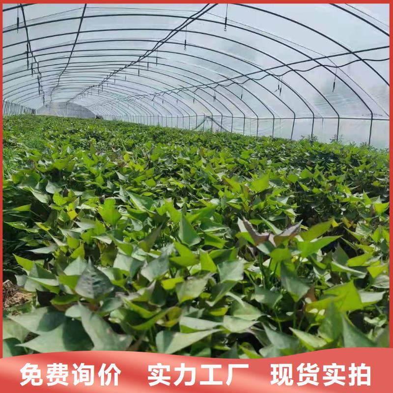 紫罗兰紫薯苗欢迎实地考察