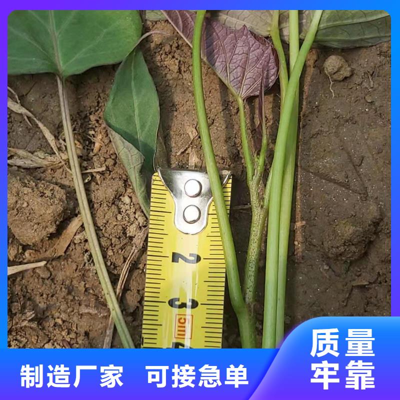 紫甘薯苗批发