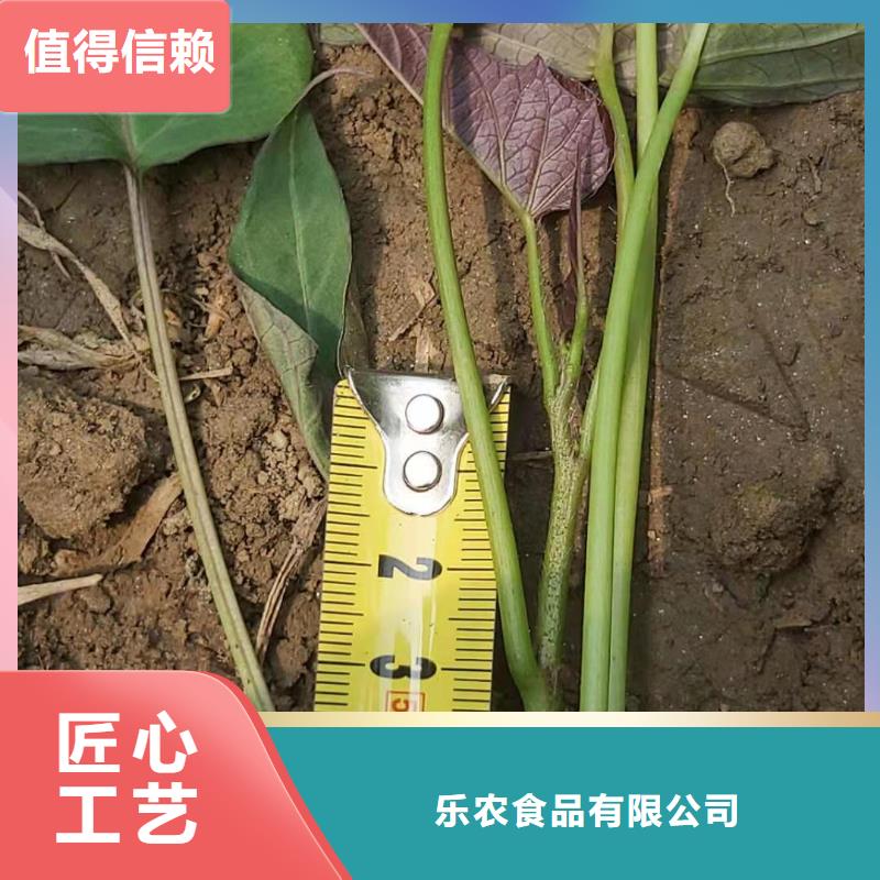 紫地瓜苗厂家价格是多少