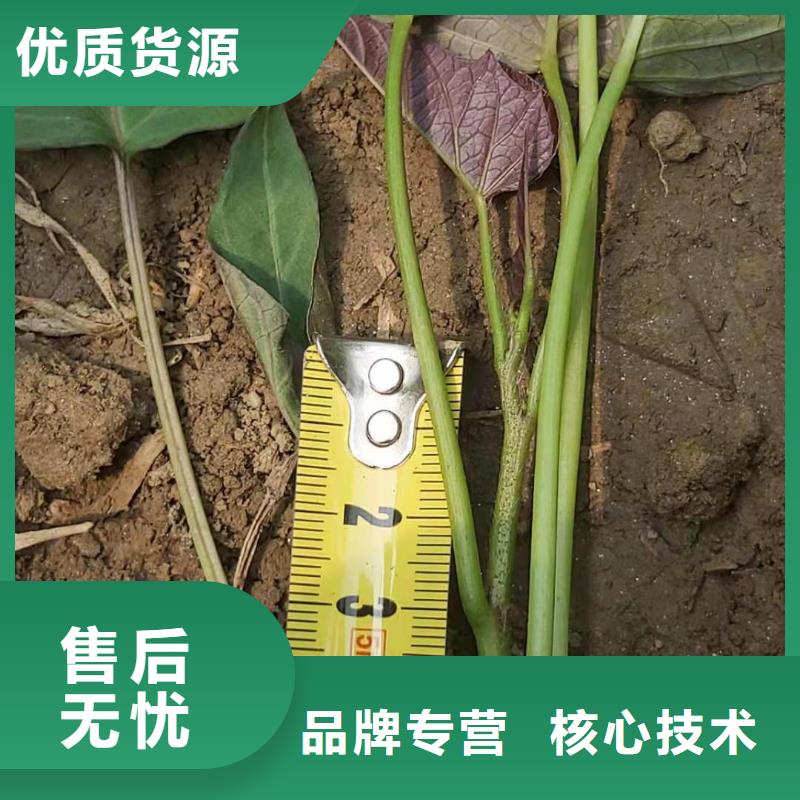 紫薯种子图片