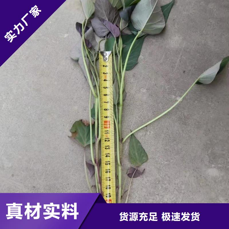 东风8号紫薯苗出售